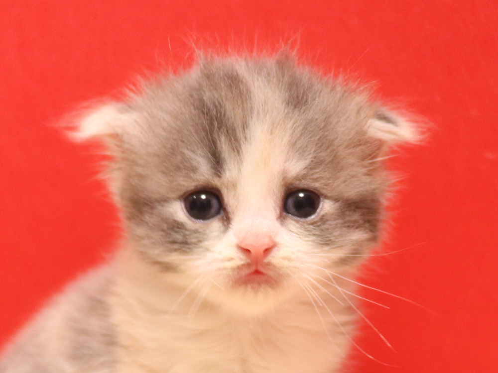 スコティッシュフォールドの子猫画像