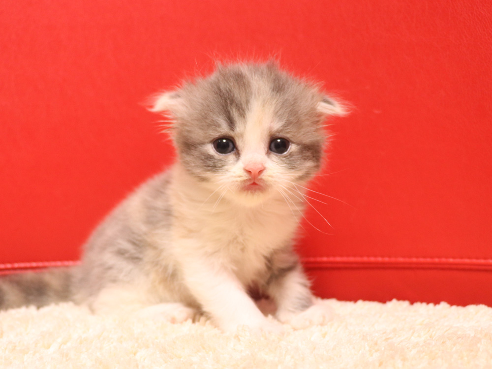 スコティッシュフォールドの子猫画像