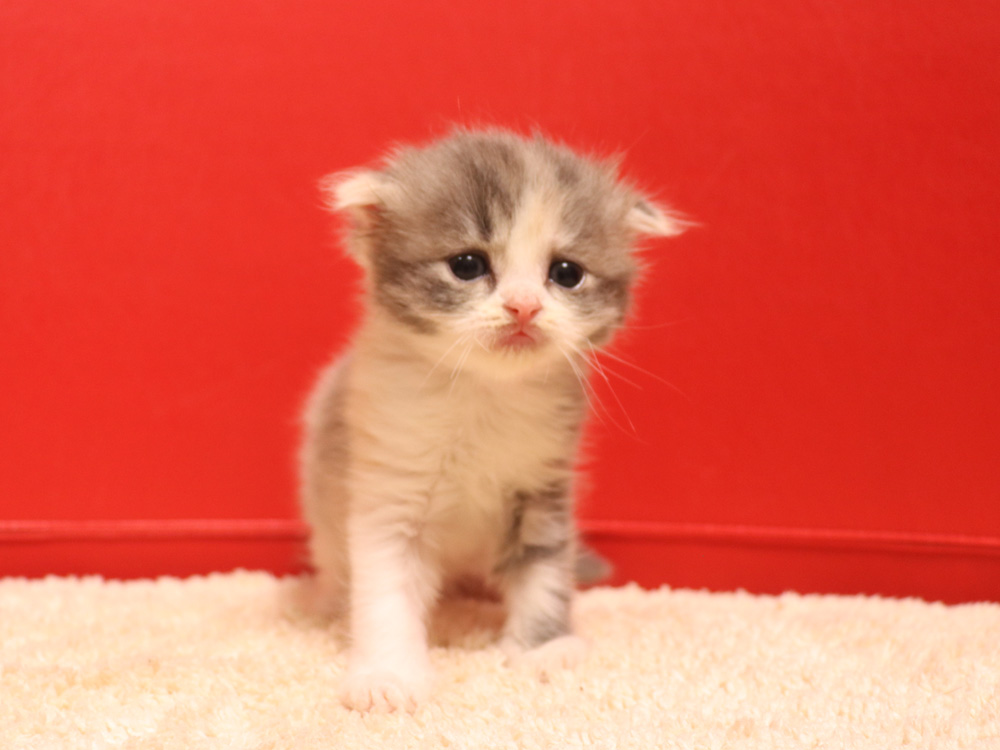 スコティッシュフォールドの子猫画像