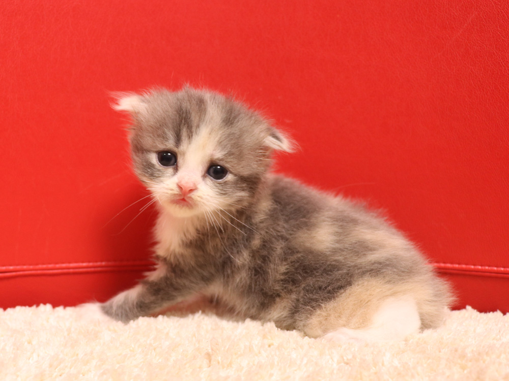 スコティッシュフォールドの子猫画像