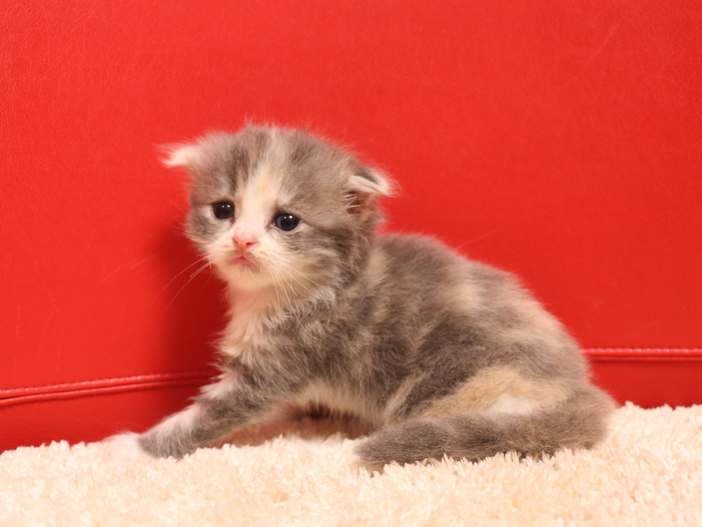 スコティッシュフォールドの子猫画像