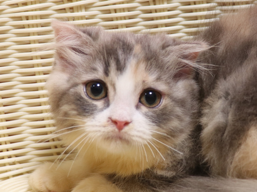 スコティッシュフォールドの子猫画像