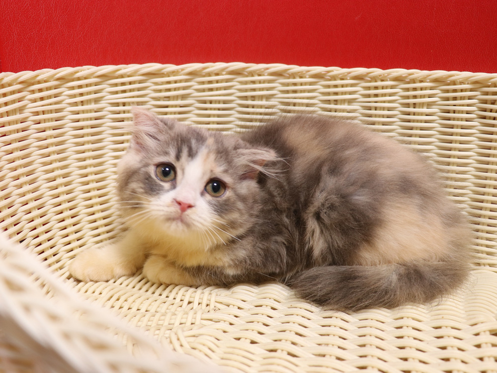 スコティッシュフォールドの子猫画像