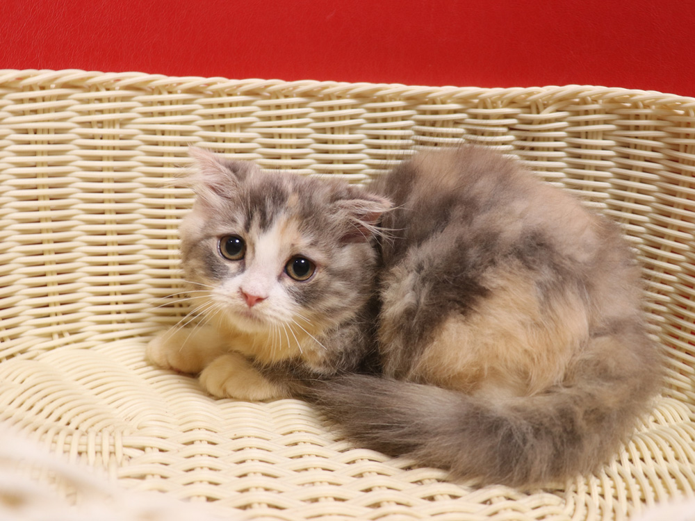 スコティッシュフォールドの子猫画像