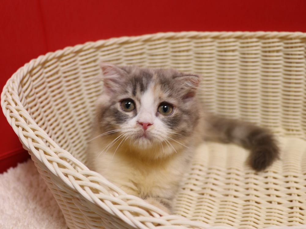 スコティッシュフォールドの子猫画像