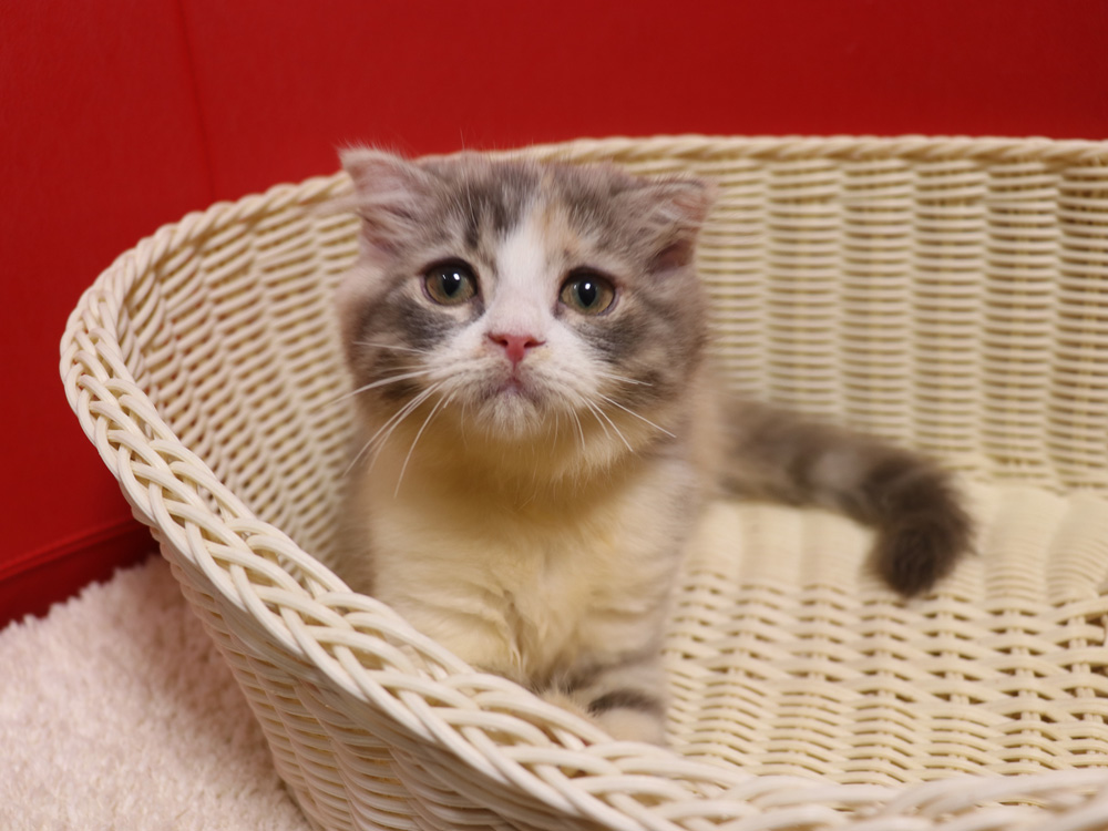 スコティッシュフォールドの子猫画像