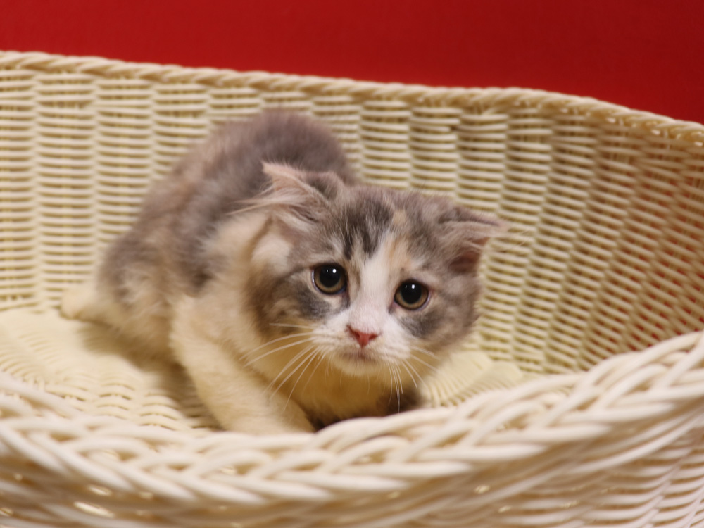 スコティッシュフォールドの子猫画像
