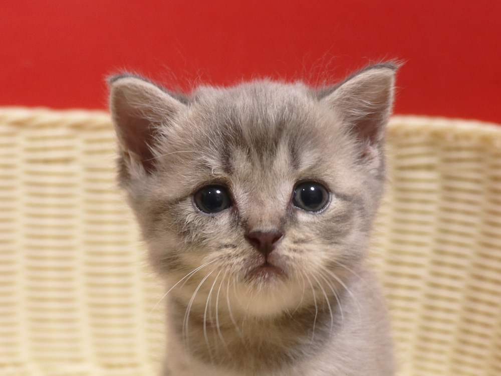スコティッシュフォールドの子猫画像