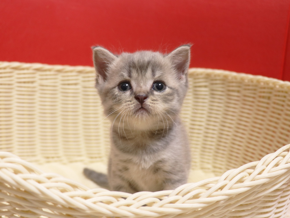 スコティッシュフォールドの子猫画像
