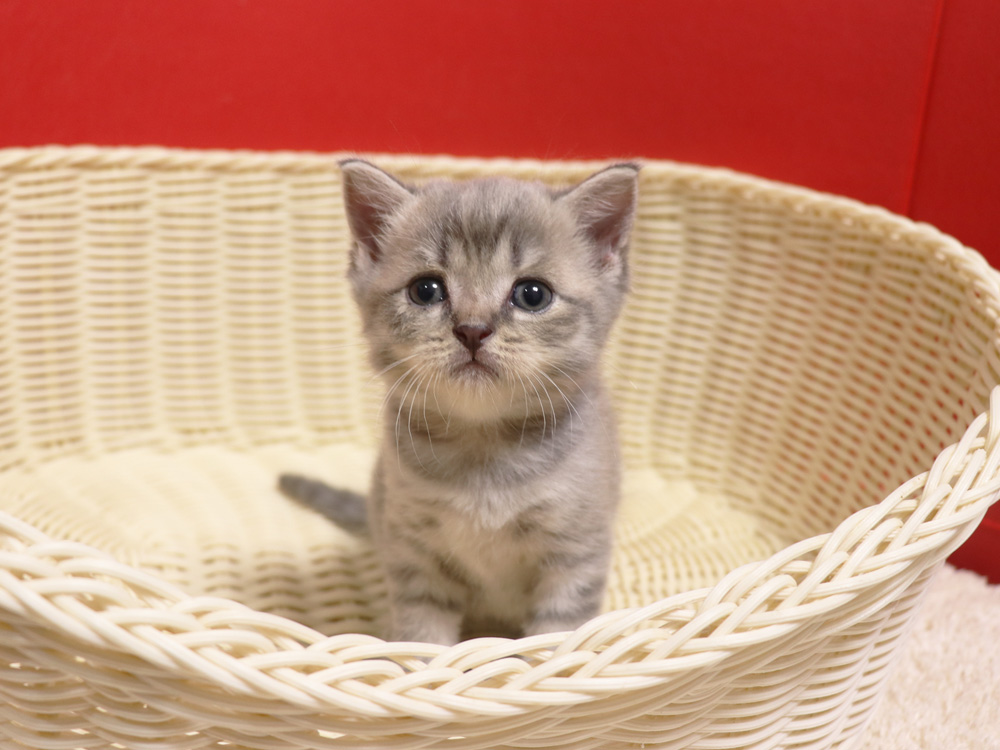スコティッシュフォールドの子猫画像