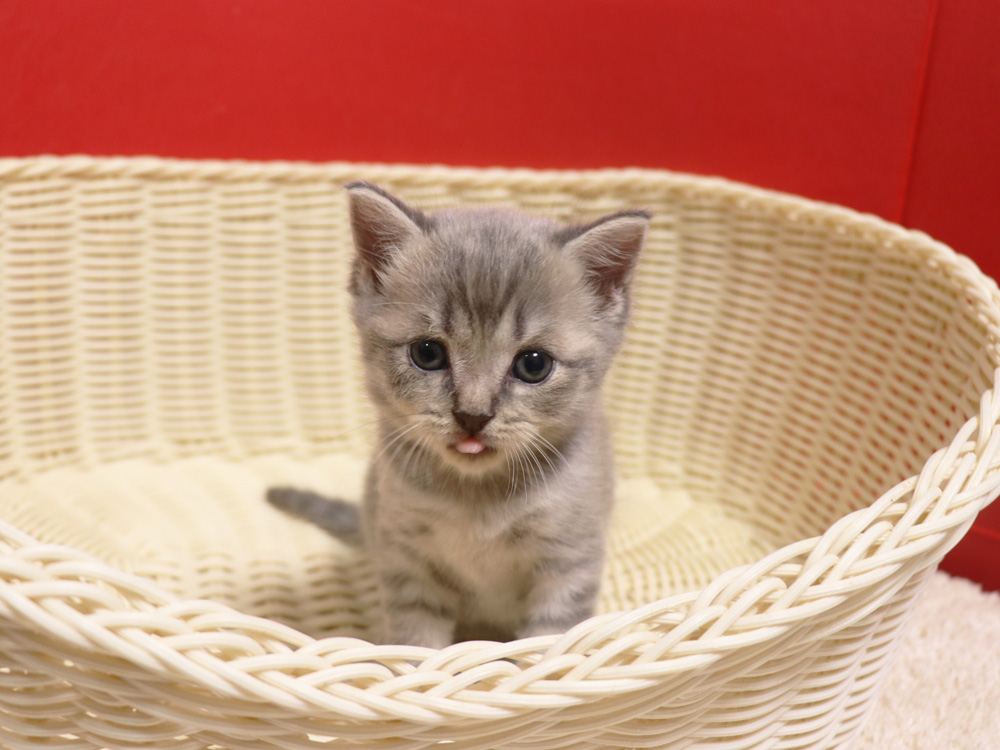 スコティッシュフォールドの子猫画像
