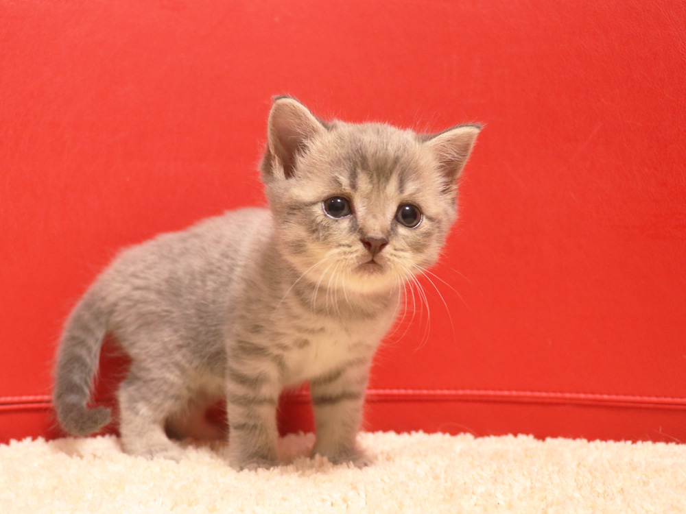 スコティッシュフォールドの子猫画像