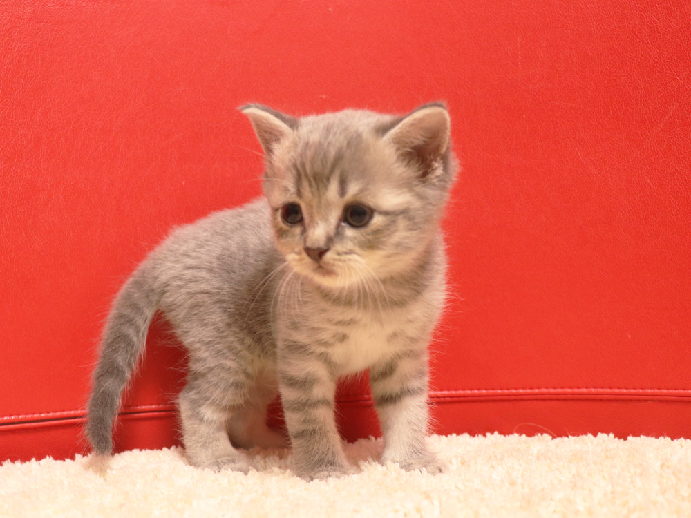 スコティッシュフォールドの子猫画像