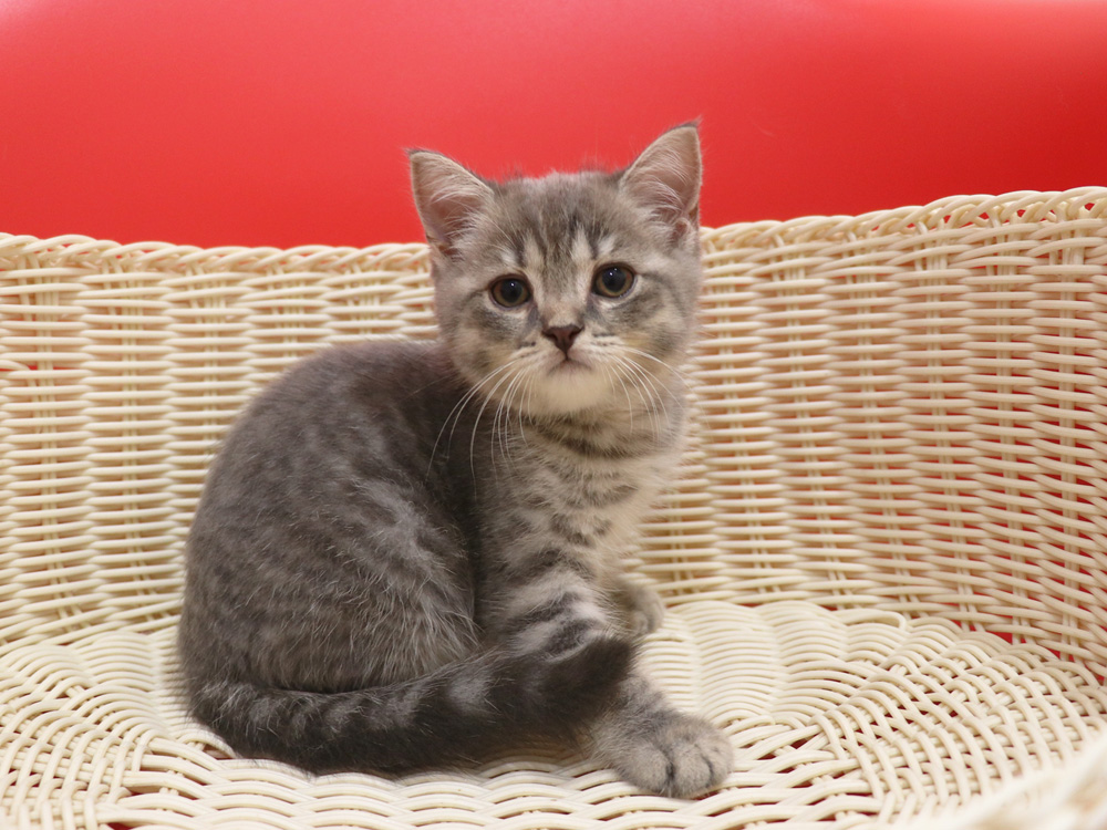 スコティッシュフォールドの子猫画像