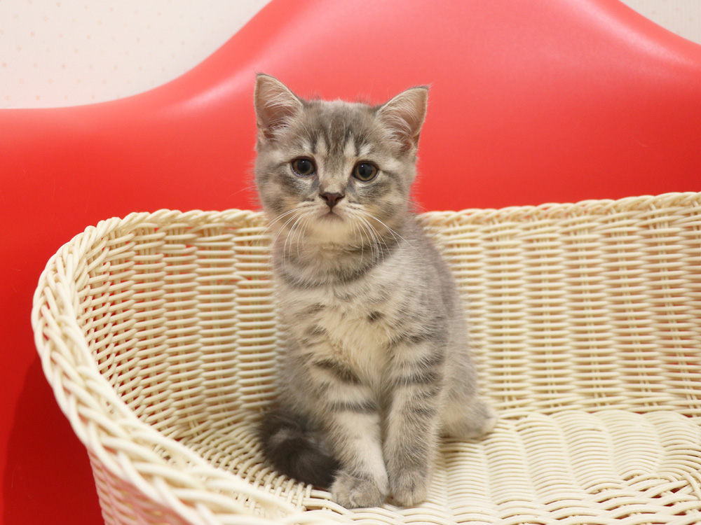 スコティッシュフォールドの子猫画像
