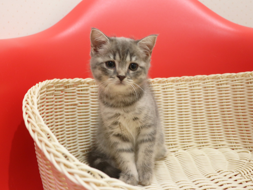 スコティッシュフォールドの子猫画像