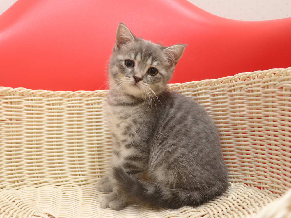 スコティッシュフォールドの子猫画像