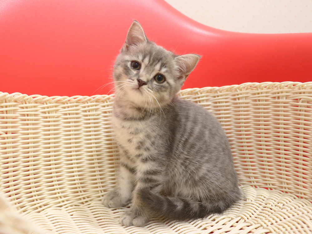 スコティッシュフォールドの子猫画像