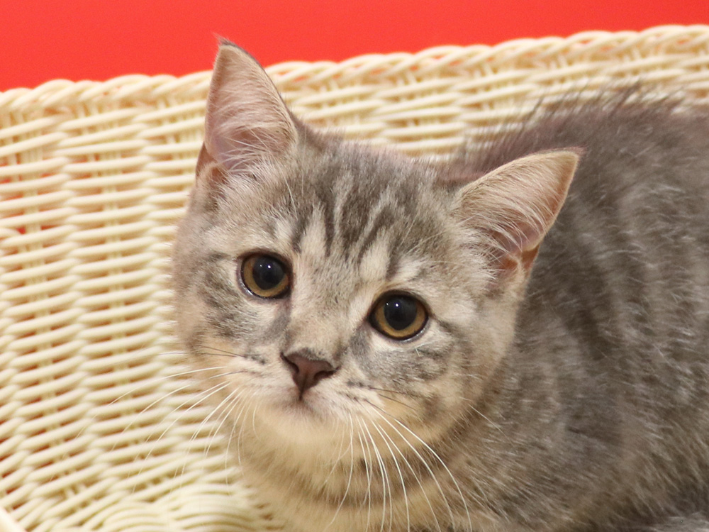 スコティッシュフォールドの子猫画像