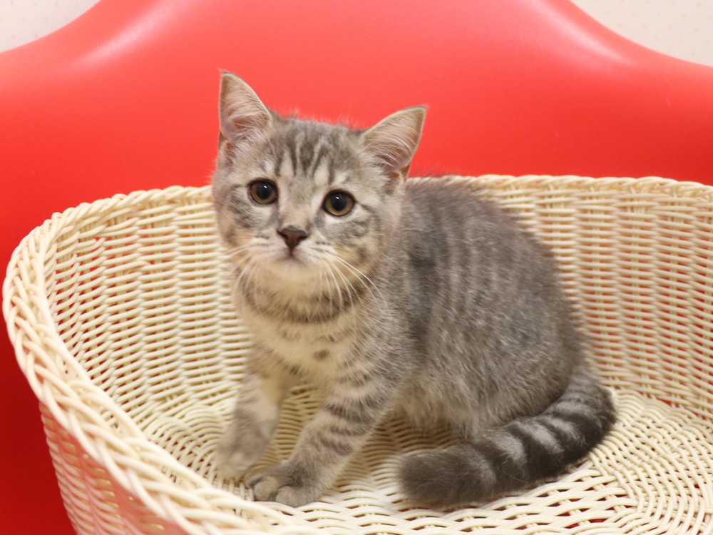 スコティッシュフォールドの子猫画像