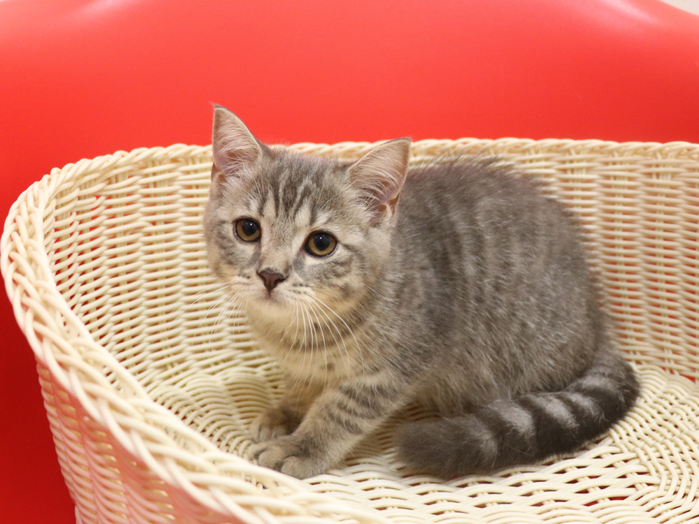 スコティッシュフォールドの子猫画像
