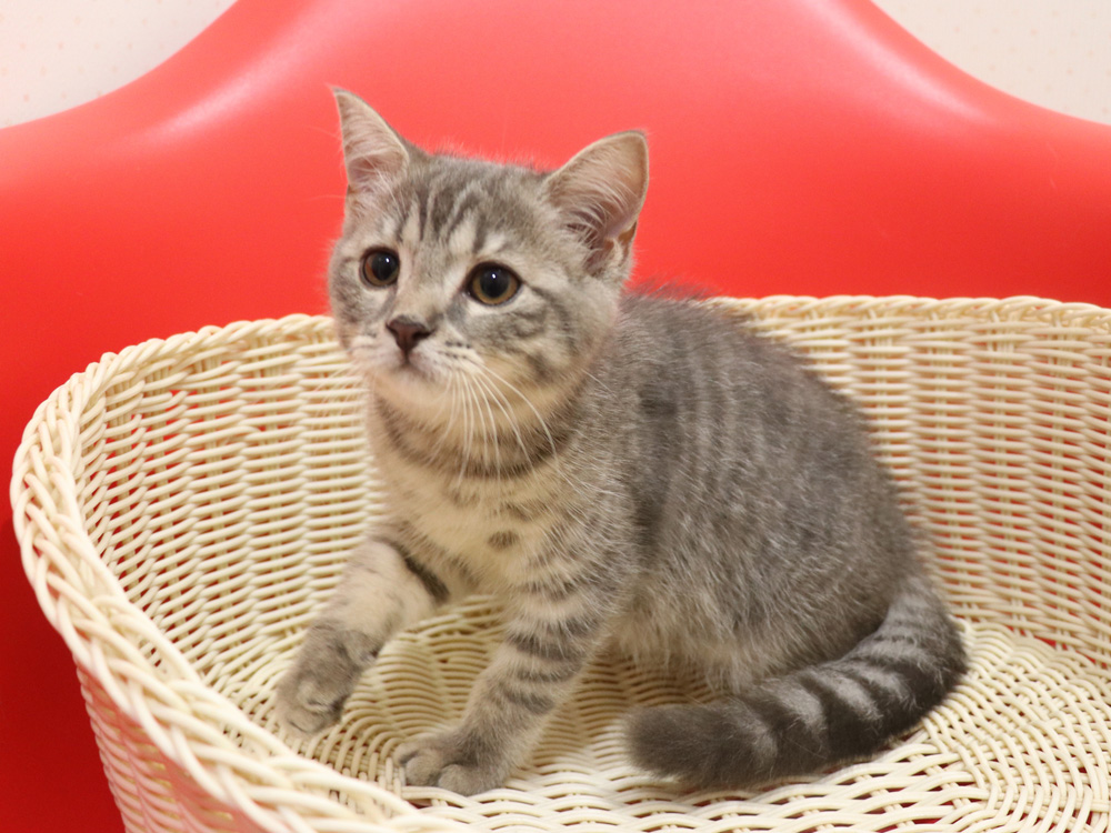 スコティッシュフォールドの子猫画像