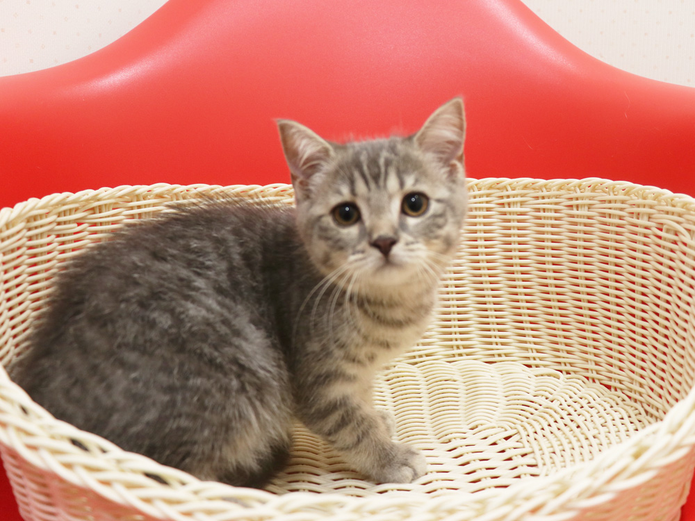 スコティッシュフォールドの子猫画像