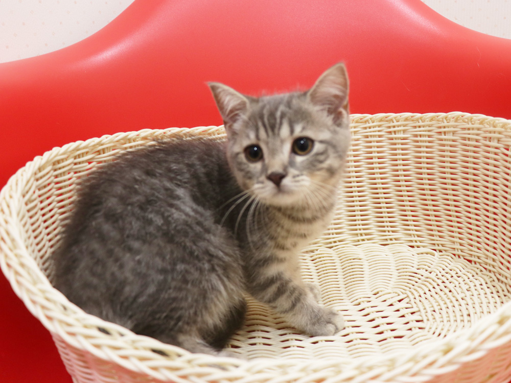 スコティッシュフォールドの子猫画像