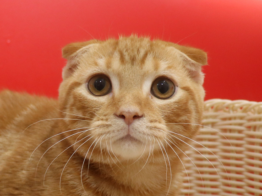 スコティッシュフォールドの子猫画像