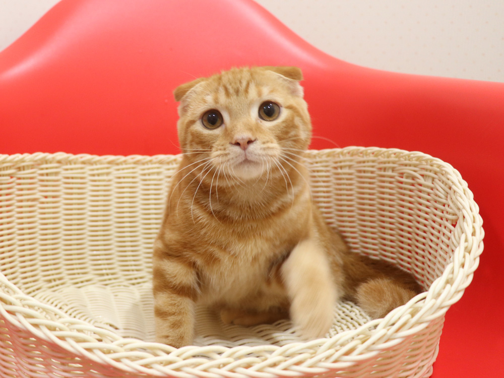 スコティッシュフォールドの子猫画像