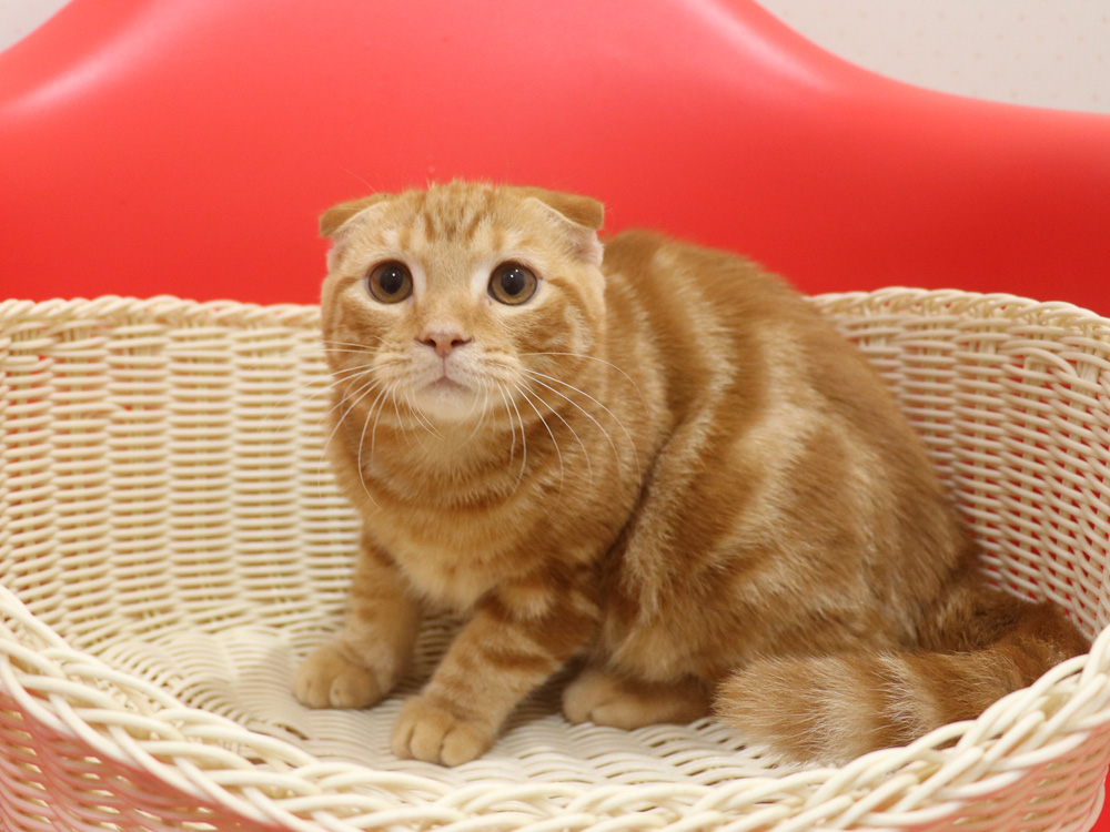 スコティッシュフォールドの子猫画像