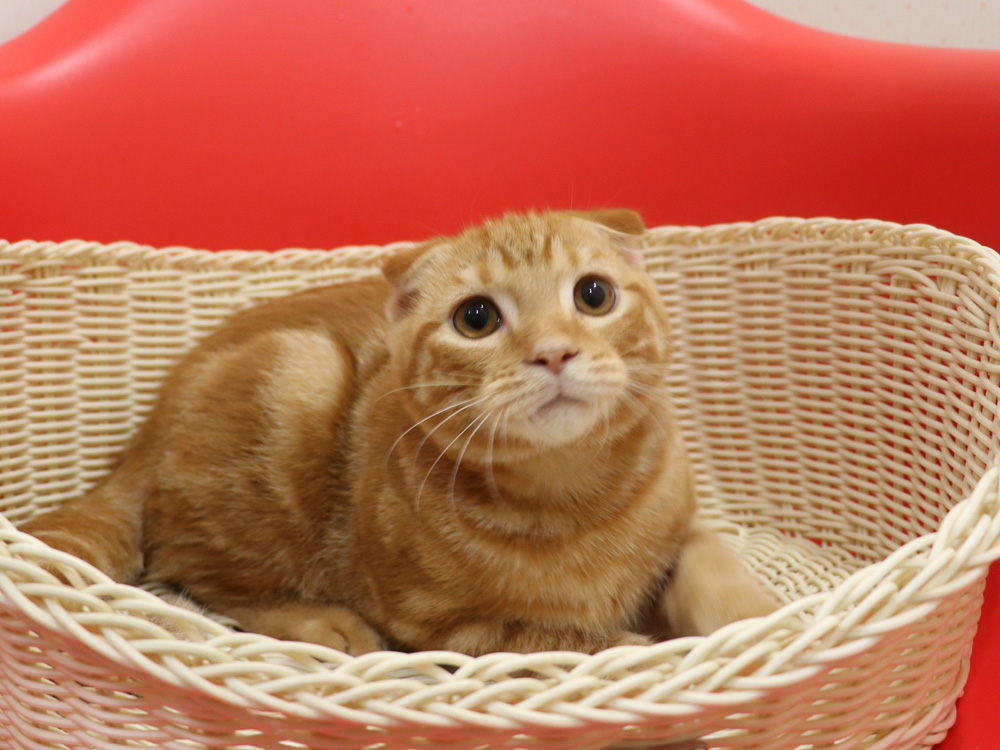 スコティッシュフォールドの子猫画像