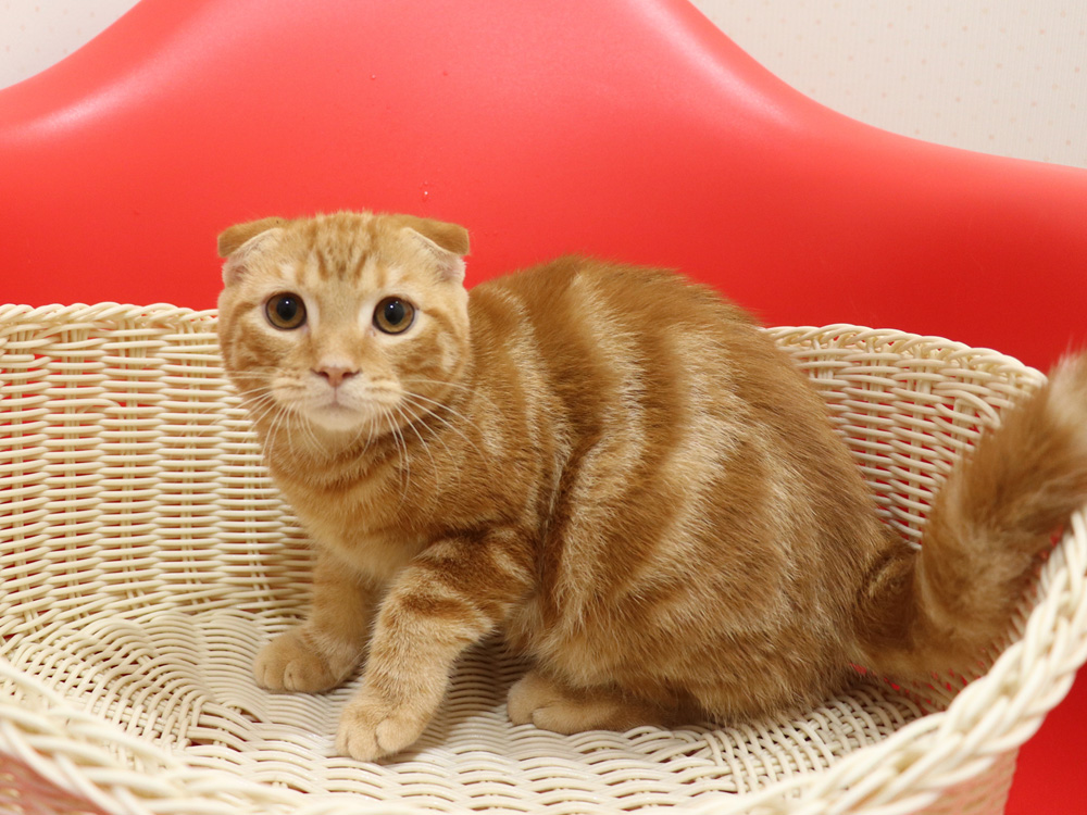 スコティッシュフォールドの子猫画像