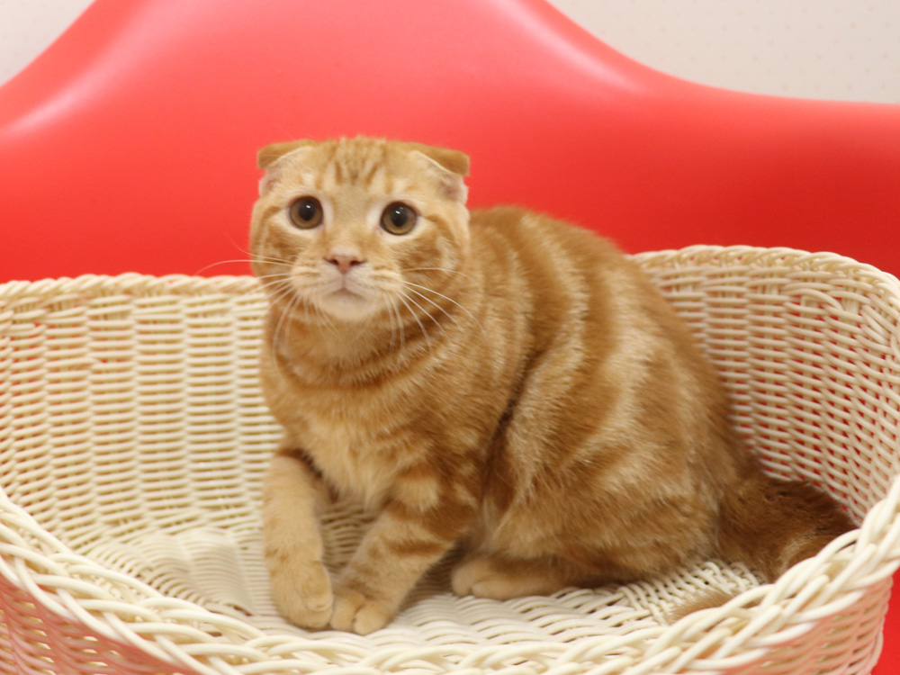 スコティッシュフォールドの子猫画像