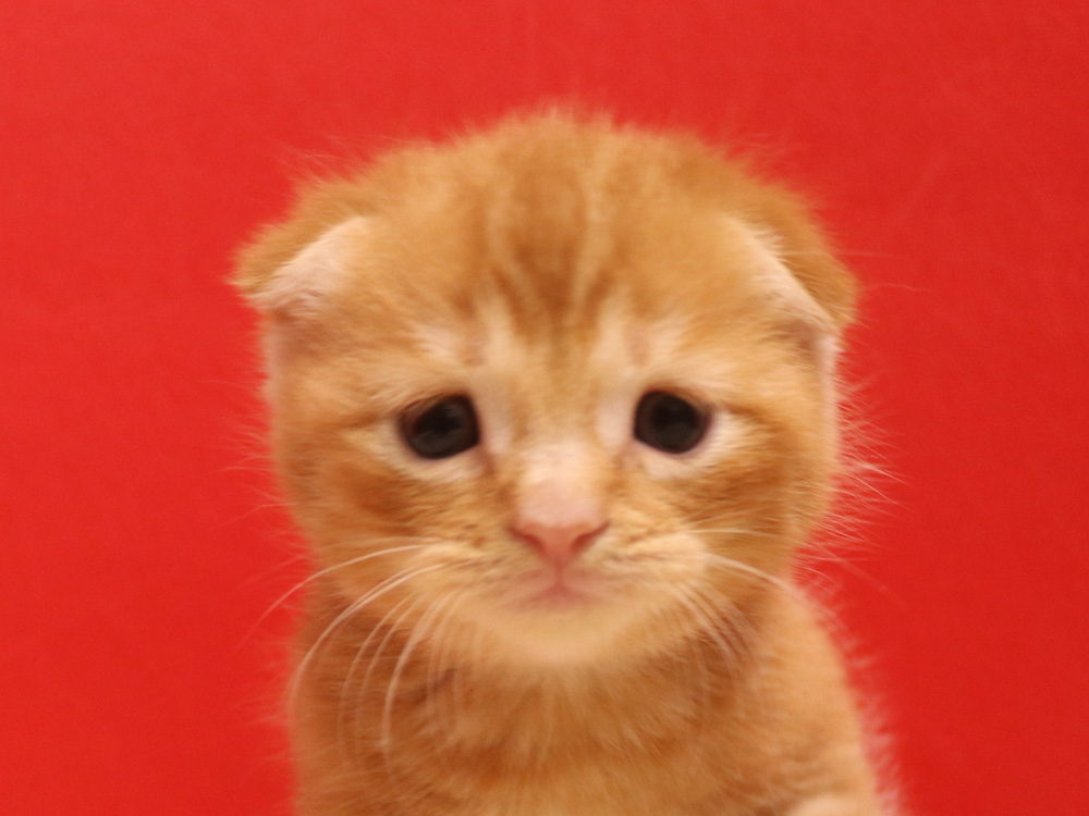スコティッシュフォールドの子猫画像