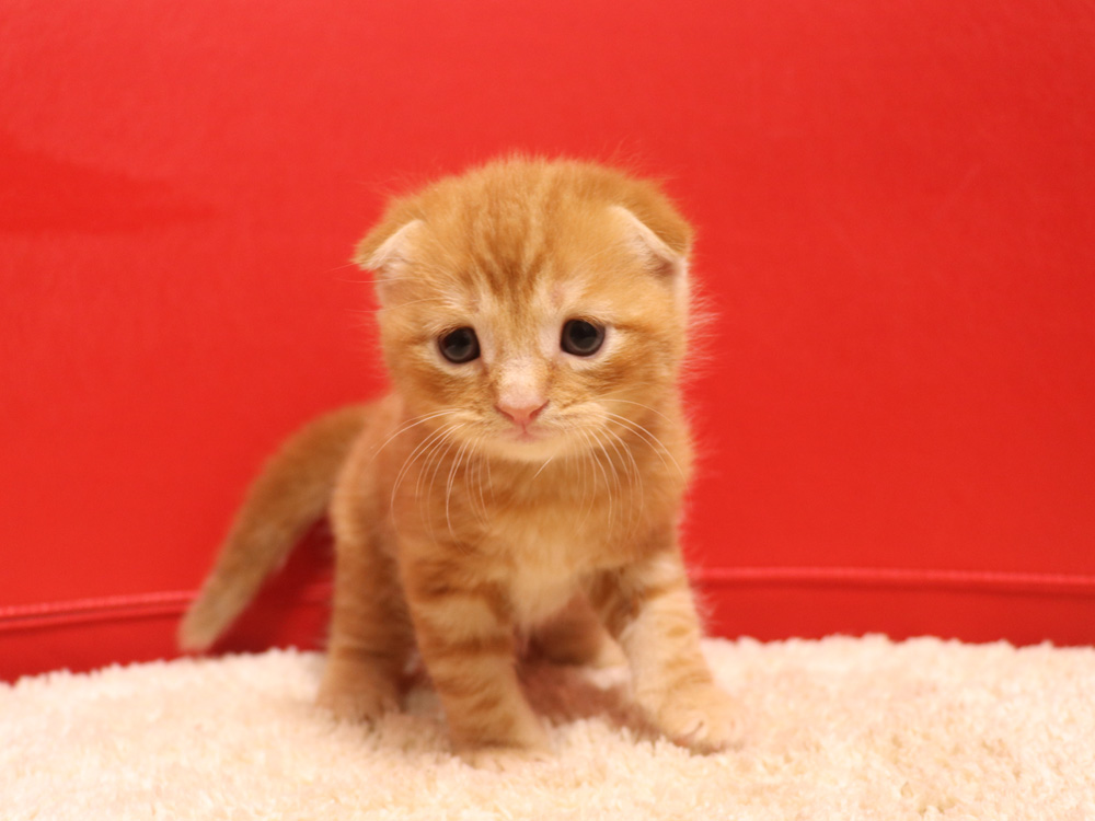 スコティッシュフォールドの子猫画像