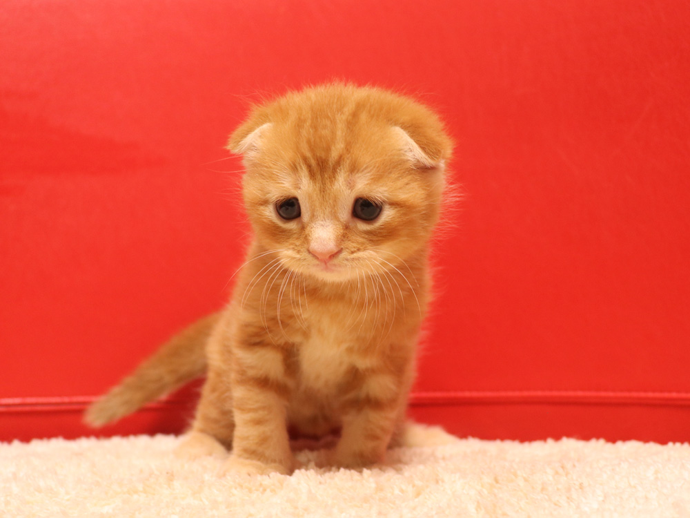 スコティッシュフォールドの子猫画像