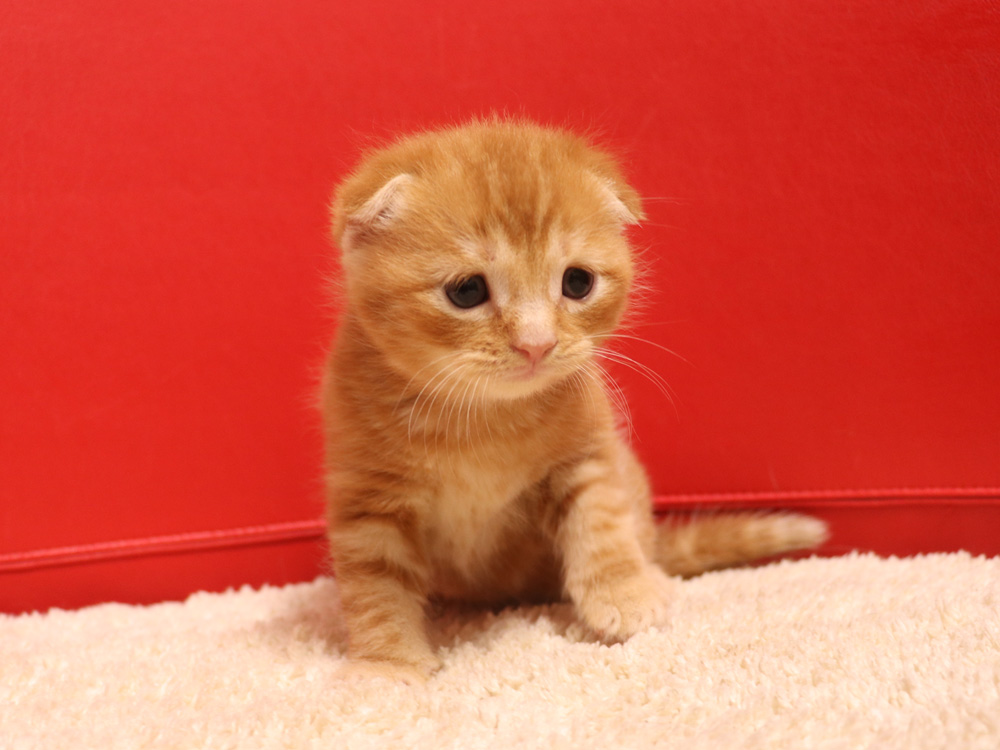 スコティッシュフォールドの子猫画像
