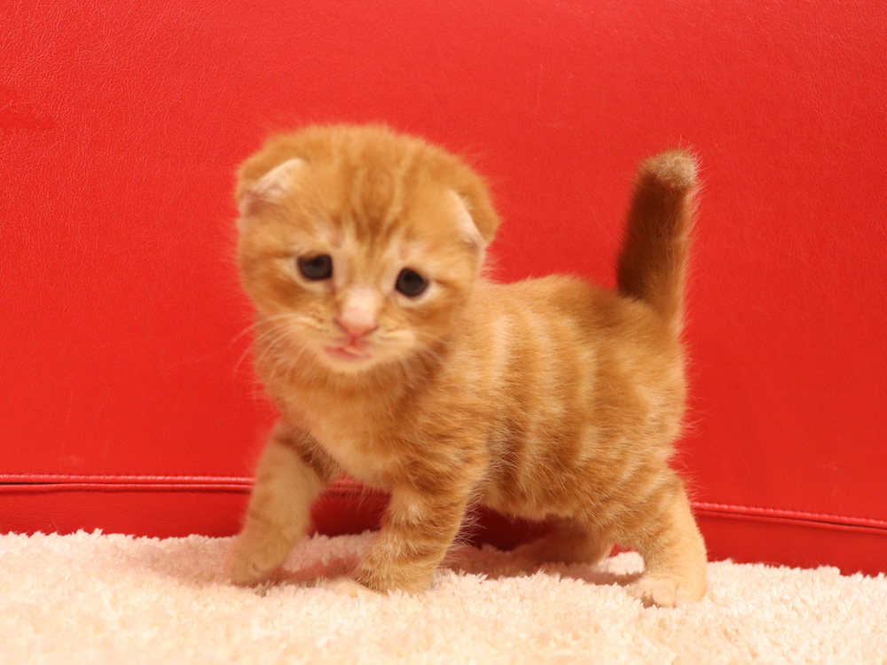 スコティッシュフォールドの子猫画像