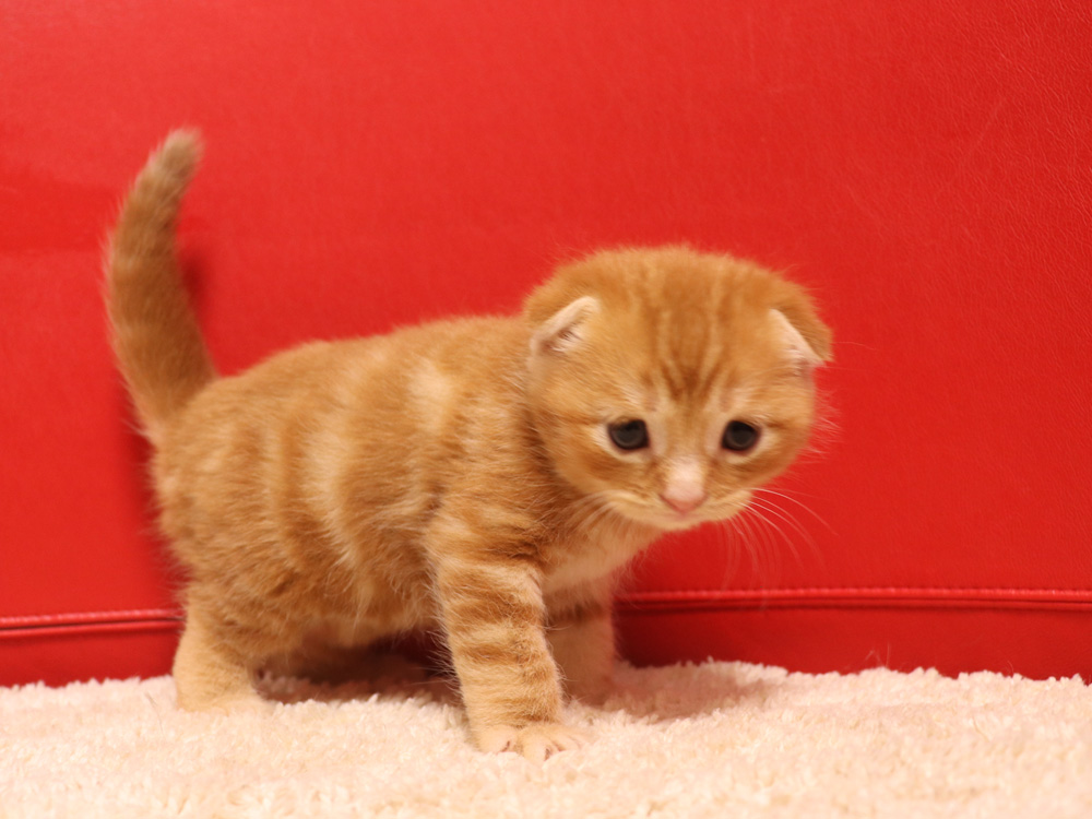 スコティッシュフォールドの子猫画像