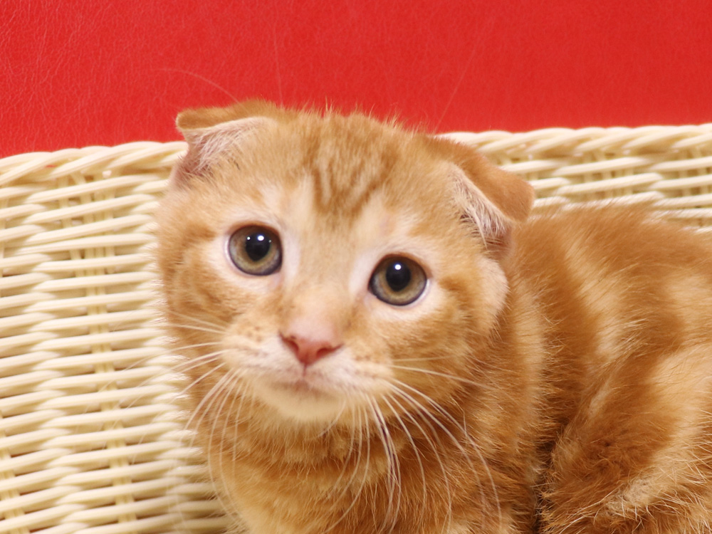 スコティッシュフォールドの子猫画像