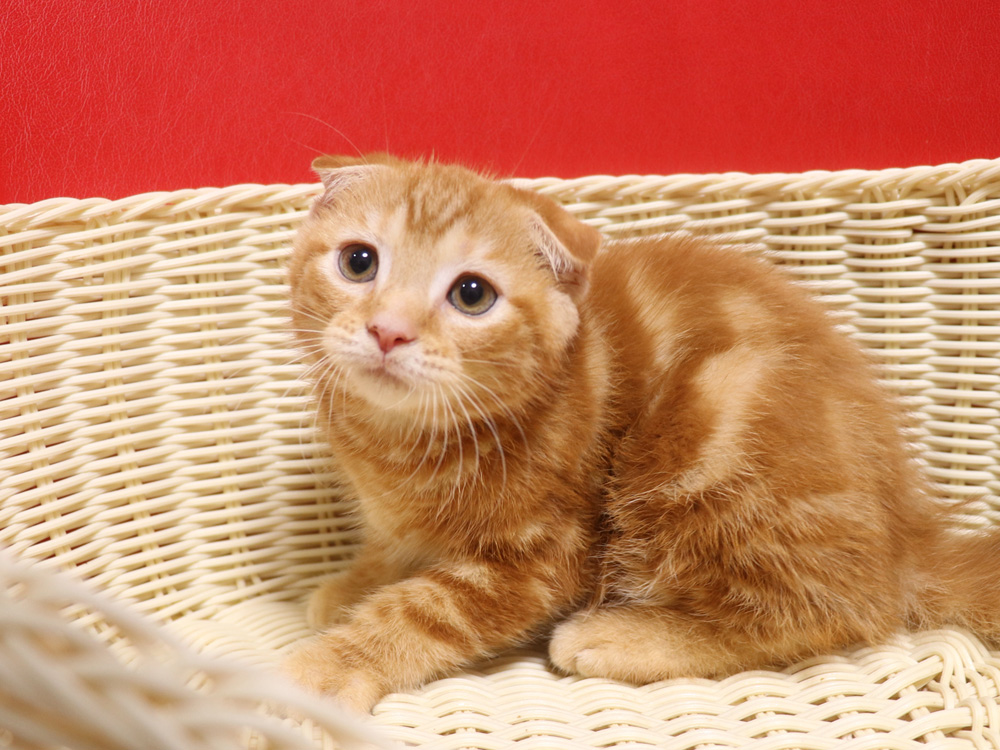 スコティッシュフォールドの子猫画像