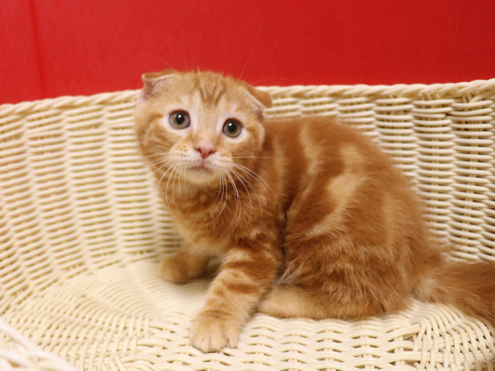 スコティッシュフォールドの子猫画像