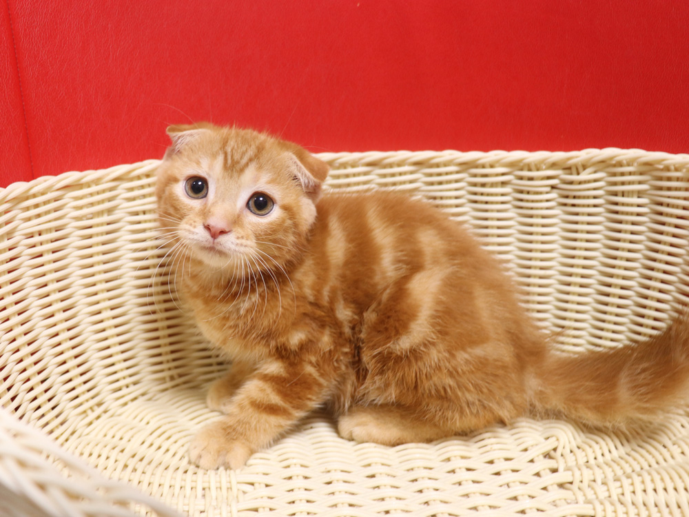 スコティッシュフォールドの子猫画像