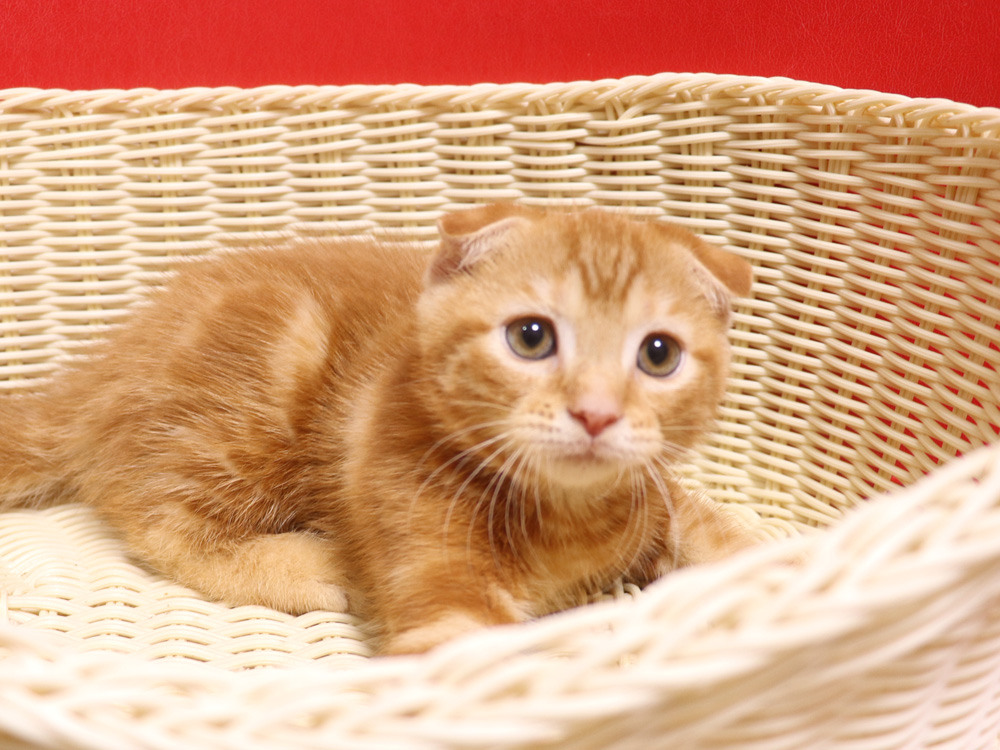 スコティッシュフォールドの子猫画像