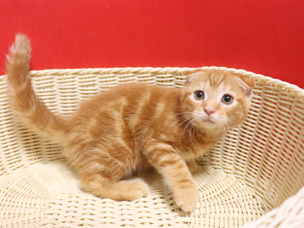 スコティッシュフォールドの子猫画像