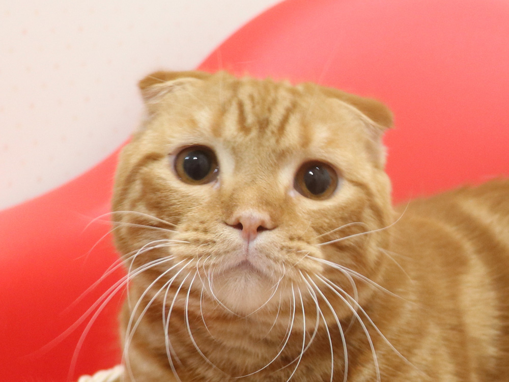 スコティッシュフォールドの子猫画像