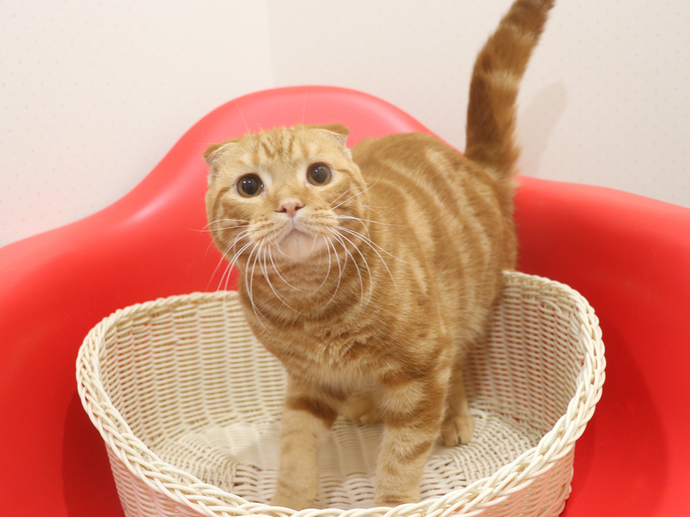 スコティッシュフォールドの子猫画像