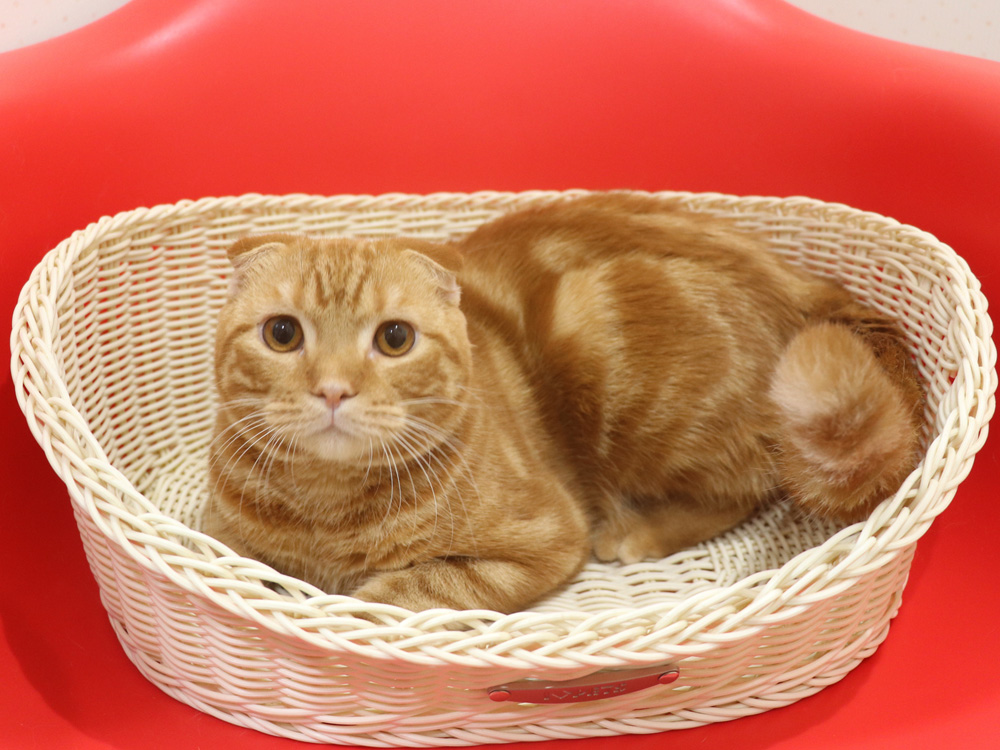 スコティッシュフォールドの子猫画像