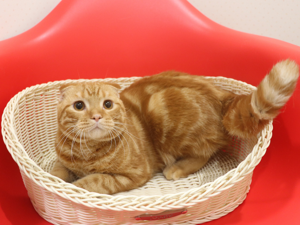 スコティッシュフォールドの子猫画像